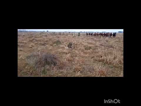 Galgos de mí pueblo. calchaquí, santa fe