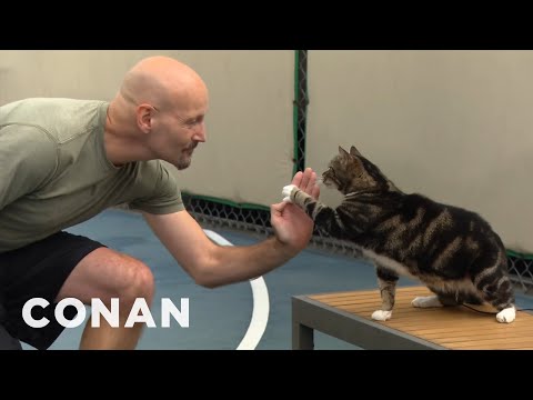 猫はハイタッチの仕方を学んでいる - CONAN on TBS (Cats Are Learning How To High Five  - CONAN on TBS)