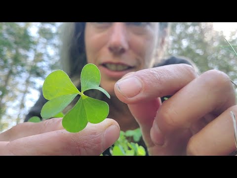 Wood Sorrel, A Common, Delicious Wild Edible Plant