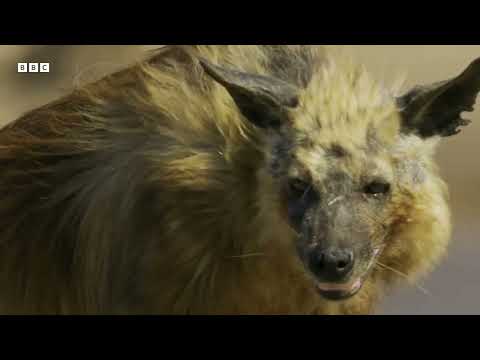 midnight radio | É o Bonde Dos Pecinha - Meno Saaint, DJ GORDINHO DA VF