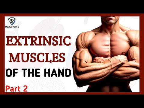Muscles of the forearm | Origin , Insertion and Action | Extrinsic muscles | Part 2