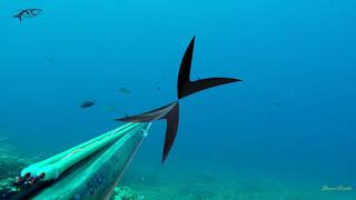 Spearfishing Trip - Long Island (Croatia) Spearfishing Trip - Long Island (Croatia)