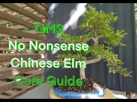 Chinese elm bonsai for beginners