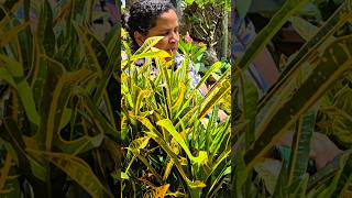 DICAS DE COMO PODAR OS CRÓTONS 💛 #comedy #quintaldazizi #plantas