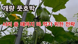 개량 풋호박 서리 올 때까지 따 먹기 위한 전략( 풋호박 재배, 개량호박 특성, 애호박 재배, 토종호박 차이…