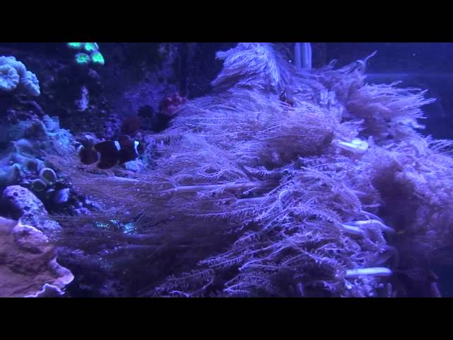 Gregs 20 year old reef tank-HD