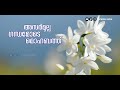Vennilave Ninnarikil Queen Whatsapp Status