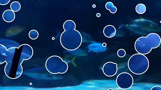 Download lagu Sea World Ancol || Indahnya Kehidupan di dalam Laut mp3 Download lagu Sea World Ancol || Indahnya Kehidupan di dalam Laut mp3