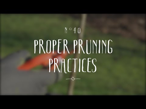 Pruning grapevine, tips and guidance to succeed 