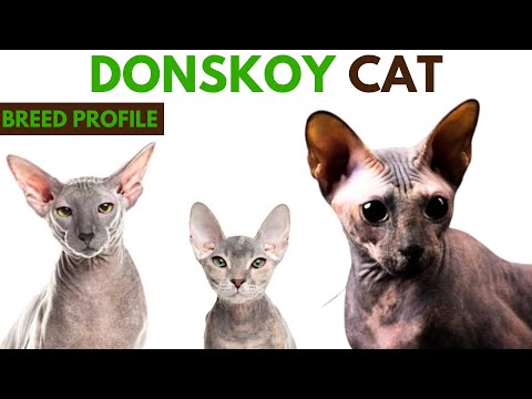 Donskoy Cat Breed Profile History - Traits - Price - Donskoy Cat Grooming Needs - Lifespan