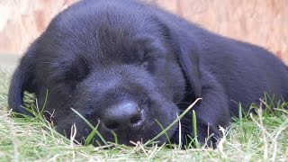 Top 10 Cutest Black Labrador puppies