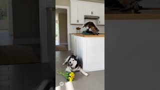 The cat blamed the dog #cats #husky #matercat #pets #funny #catvideos #puppy #kittens #cutedog