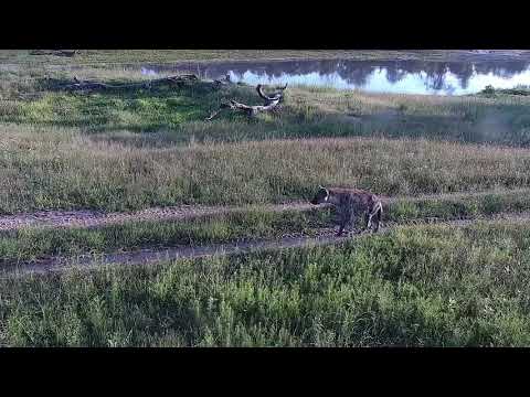 Djuma: Lone Hyena walks by heading towards the lodge - 05:52 - 01/02/22