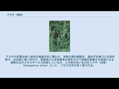 アカザ 植物