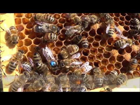 Infomation om bin och den nytta de gör