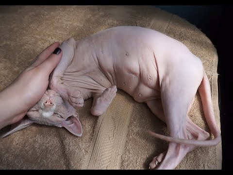 Sphynx cat is being affectionate and cute