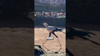 This Bird Hunts Like a Dinosaur