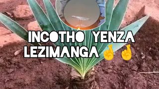 Download lagu Hlola_ngesbuko_usebenzisa_incotho mp3 Download lagu Hlola_ngesbuko_usebenzisa_incotho mp3