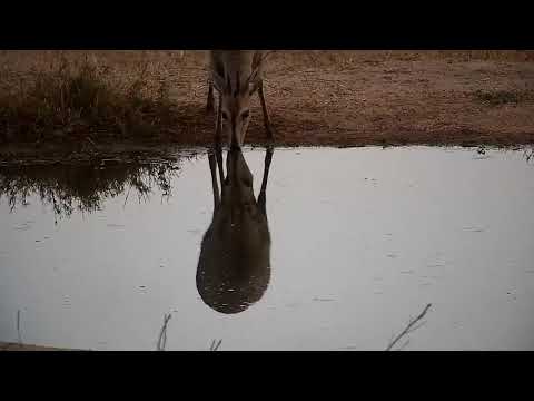 Djuma: Duiker drinking at the pan - 05:30 - 09/23/21