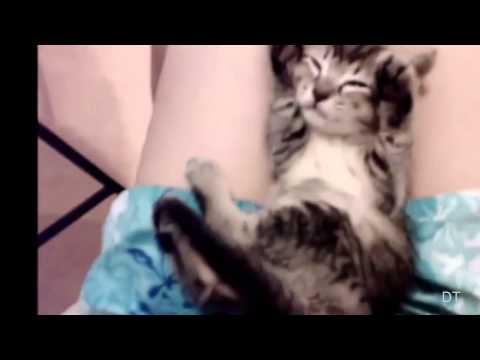 Gatos chistosos (Funny Cats) Compilation 2013 / 2014