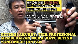 Download lagu DETEKSI AKURAT :TRIK PROFESIONAL MEMBEDAKAN MURAI BATU BETINA YANG MIRIP JANTAN/ANTI GAMBLING mp3 Download lagu DETEKSI AKURAT :TRIK PROFESIONAL MEMBEDAKAN MURAI BATU BETINA YANG MIRIP JANTAN/ANTI GAMBLING mp3