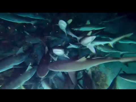 700 hunting sharks by night