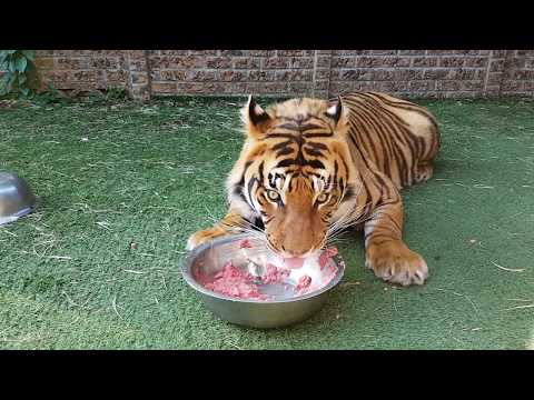 download lagu mp3 mp4 Feed The Tigers Com, download lagu Feed The Tigers Com gratis, unduh video klip Feed The Tigers Com
