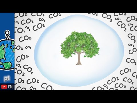 Quanto oxigênio uma árvore consegue segurar? | Minuto da Terra