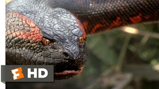 Anaconda (8/8) Movie CLIP - Swallowed Whole (1997)
