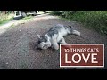 10 Things Cats Love