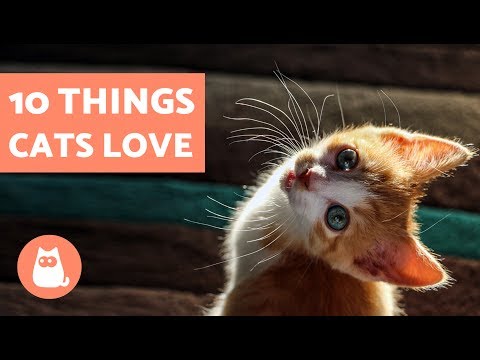 download lagu mp3 mp4 Cats Favorite Food, download lagu Cats Favorite Food gratis, unduh video klip Cats Favorite Food