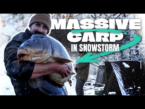 Massive carp in snowstorm 🐋 Karpfenangeln im kalten Wasser. ❄️🏴‍☠️