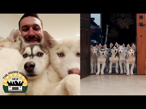 We took in EIGHT husky puppies from a hoarding situation | The Asher House