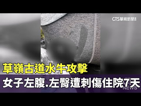 草嶺古道水牛攻擊　女子左腹.左臀遭刺傷住院7天