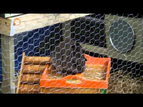 Löwenzahn - 268 Hasen und Kaninchen - Gefährliche Grabung