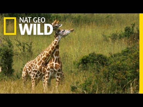 A Neck and Neck Battle | Giraffe: African Giant
