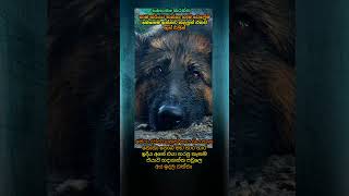 Download lagu කොහොම ආදරයක් හිතේ ඇතිද😕😟☹️😮😳🥺😭#dogshorts#sadshorts#sadsong#sadstory#dogvideos#trendingshorts mp3 Download lagu කොහොම ආදරයක් හිතේ ඇතිද😕😟☹️😮😳🥺😭#dogshorts#sadshorts#sadsong#sadstory#dogvideos#trendingshorts mp3