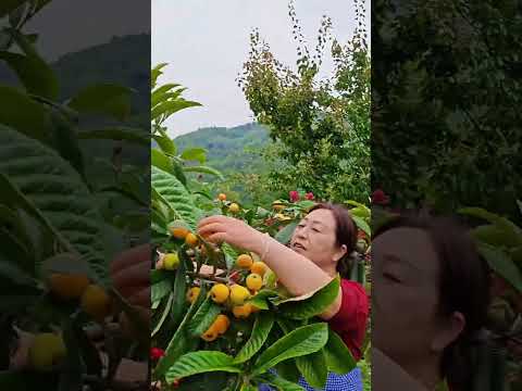 Title: Home-Grown, Eco-Friendly Five-Star Loquats: A Taste of Rural Serenity