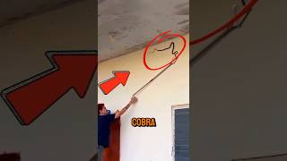 Ele foi mexer com essa COBRA e se deu SUPER MAL! #curiosidades