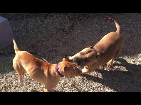 Lacey, an adopted Shar-Pei & Pit Bull Terrier Mix in Pasadena, CA_image-1