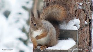 Uusimaa · Vihti · Nuuksio Park Wildlife Feeder live stream