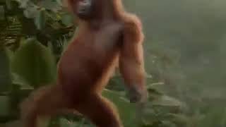 Download lagu video lucu monyet mp3