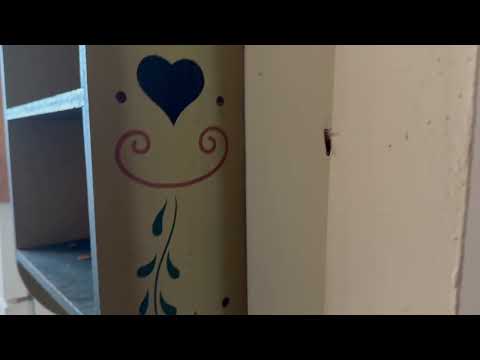 Kitchen Heavily Infested with Cockroaches in Somerset, NJ