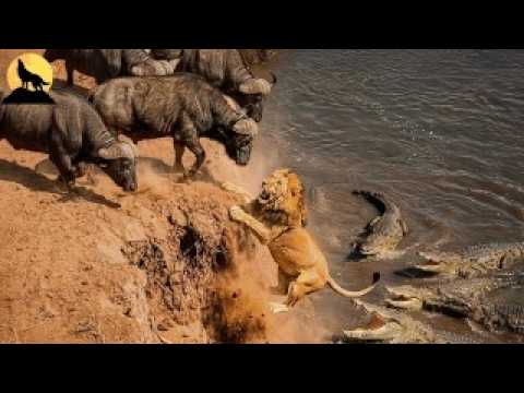 La alianza del búfalo cafre es la más fuerte de la sabana africana | animales salvajes
