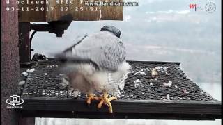 Włocławek Pl - Glinka dreamer, She waiting on platform.Male kestrel her cast out-2017 03 11 07 20