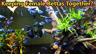 Female Betta மீன்களை நாம் ஒன்றாக போடலாமா? Can We Keep Female Bettas Together? / Fish Aquarium Tamil
