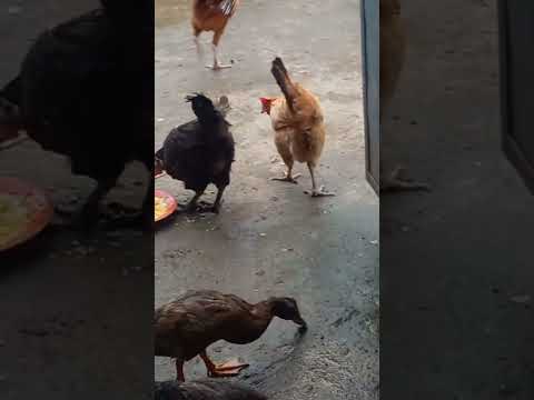 #Sohani's lifestyle #subscribe #like #supportme