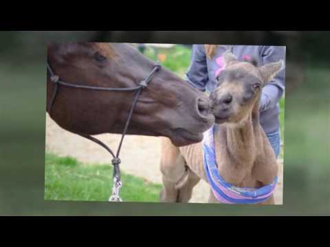 SPANISH HORSES FOR SALE - BUCKSKIN PRE ANDALUSIAN 2016 COLT