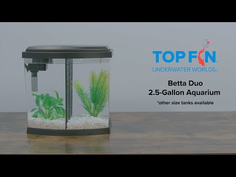Top Fin Bowfront Dual Betta Tank 2.5 Gallon #Aquarium Setup | YouTube
