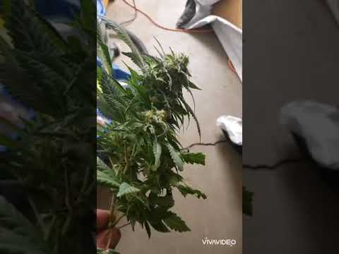 Og kush seed to harvest #6